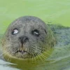 Oudste zeehond Ecomare overleden
