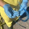 Zeehond ernstig verwond door nylon visdraad