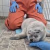Prematuur geboren pup in opvang Ecomare